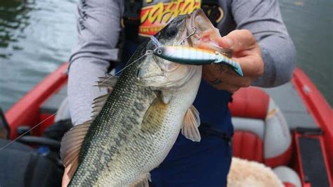 12 Best Largemouth Bass Fishing Spots in California.